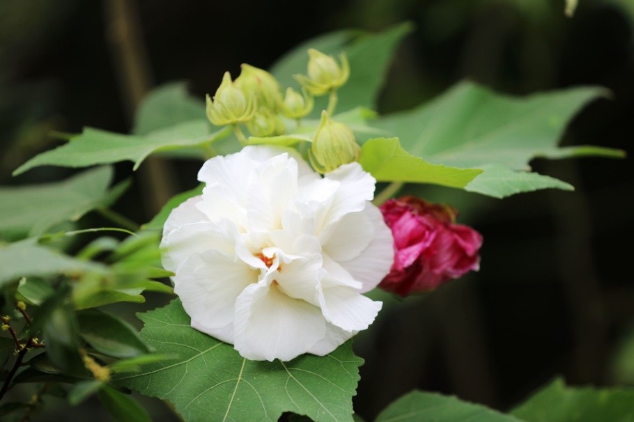 漂亮的芙蓉花图片